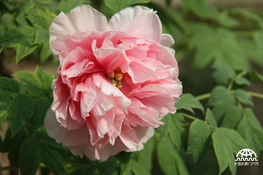 4月23日，以牡丹为主题的第三届中国科学院植物园“名园名花展”在北京植物园开展。时值暮春，植物园中牡丹盛放，华美妍丽。