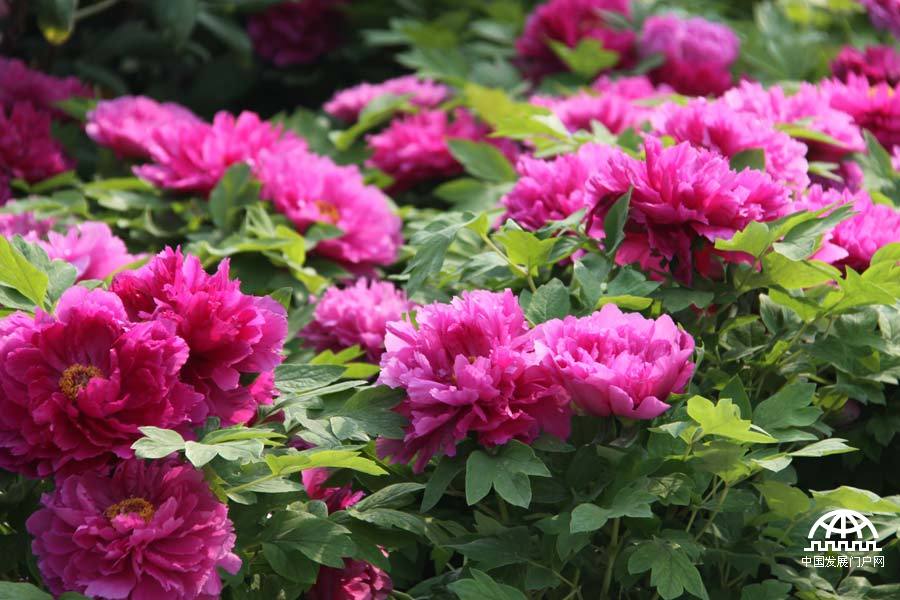 4月23日，以牡丹为主题的第三届中国科学院植物园“名园名花展”在北京植物园开展。时值暮春，植物园中牡丹盛放，华美妍丽。