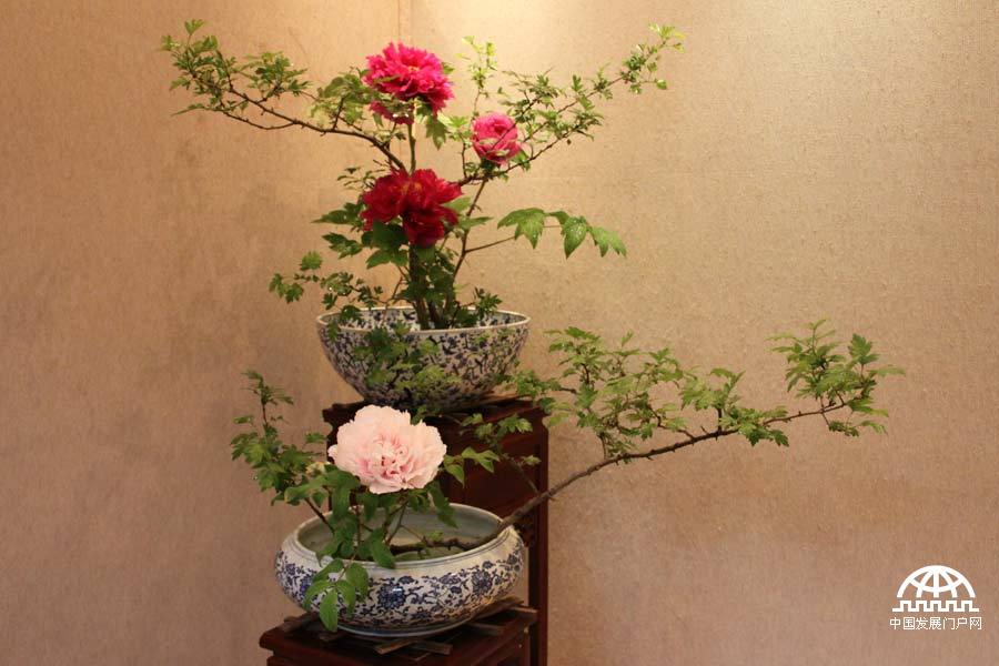 4月23日，以牡丹为主题的第三届中国科学院植物园“名园名花展”在北京植物园开展。时值暮春，植物园中牡丹盛放，华美妍丽。