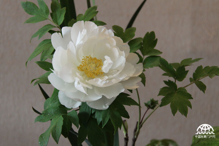 4月23日，以牡丹为主题的第三届中国科学院植物园“名园名花展”在北京植物园开展。时值暮春，植物园中牡丹盛放，华美妍丽。