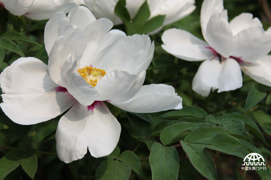 4月23日，以牡丹为主题的第三届中国科学院植物园“名园名花展”在北京植物园开展。时值暮春，植物园中牡丹盛放，华美妍丽。