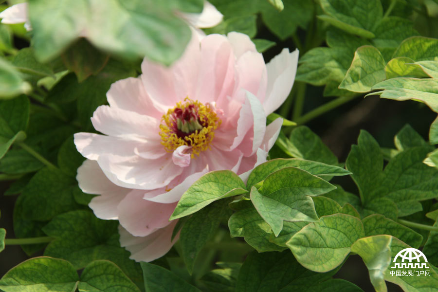 4月23日，以牡丹为主题的第三届中国科学院植物园“名园名花展”在北京植物园开展。时值暮春，植物园中牡丹盛放，华美妍丽。