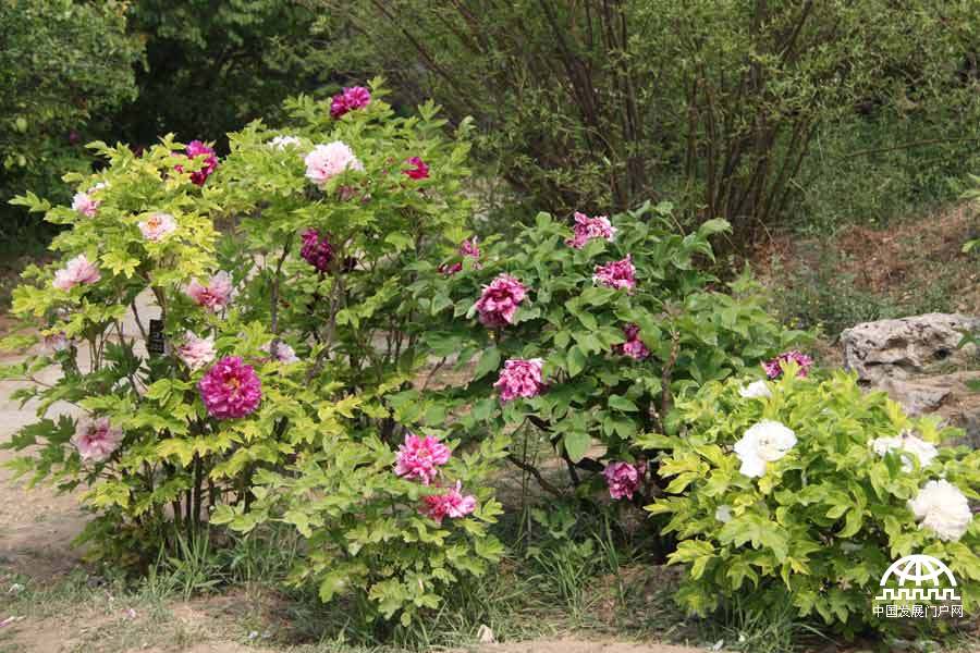 4月23日，以牡丹为主题的第三届中国科学院植物园“名园名花展”在北京植物园开展。时值暮春，植物园中牡丹盛放，华美妍丽。