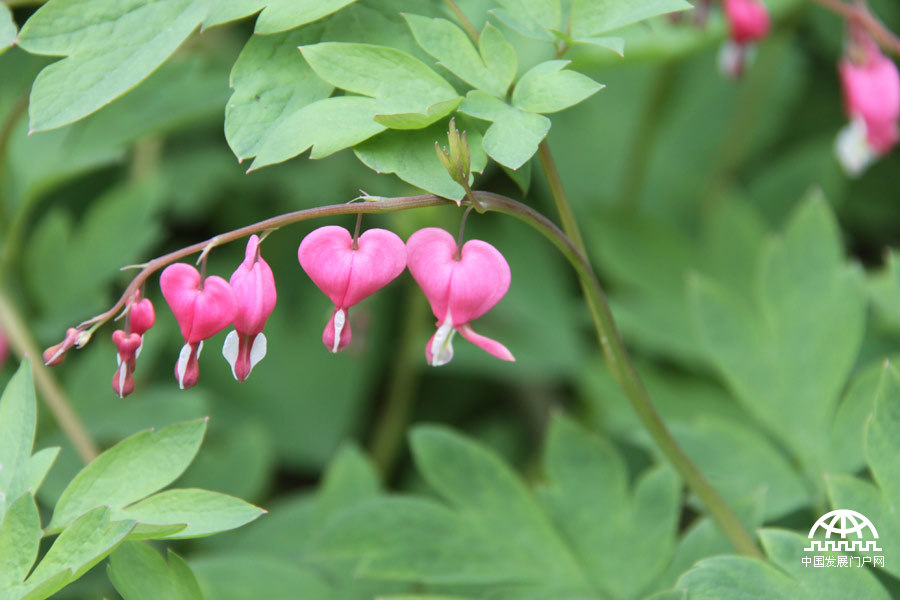 时值暮春，北京植物园中繁花竟放，春景宜人。