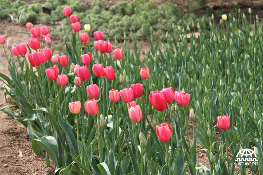 时值暮春，北京植物园中繁花竟放，春景宜人。
