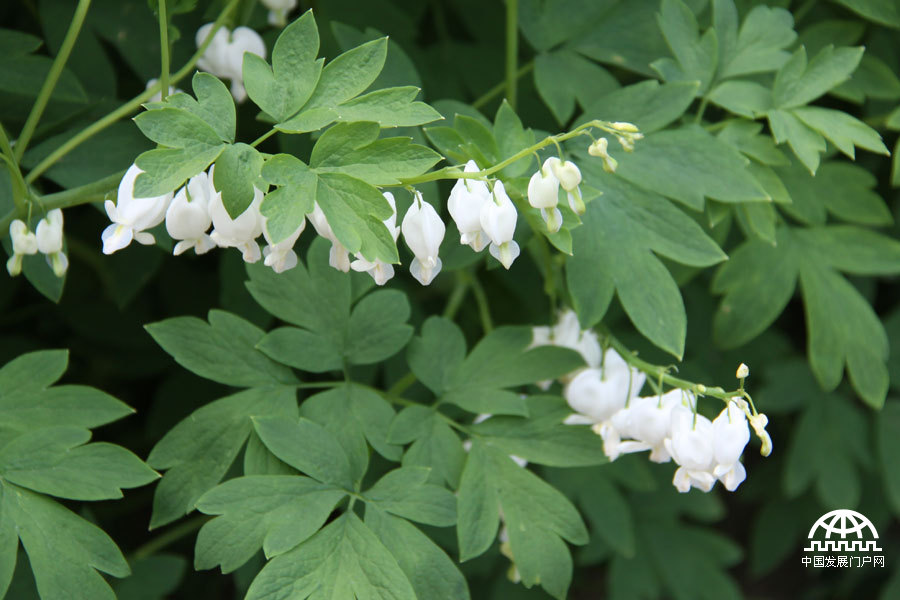 时值暮春，北京植物园中繁花竟放，春景宜人。