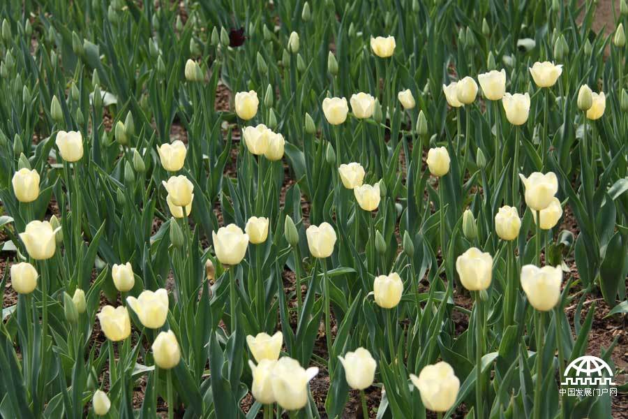 时值暮春，北京植物园中繁花竟放，春景宜人。