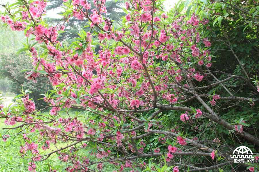 时值暮春，北京植物园中繁花竟放，春景宜人。