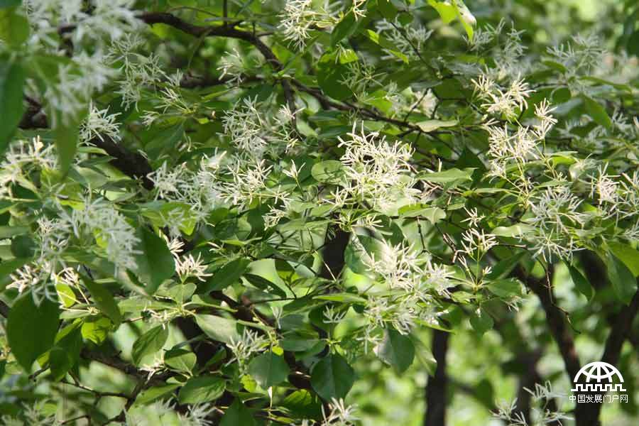 时值暮春，北京植物园中繁花竟放，春景宜人。