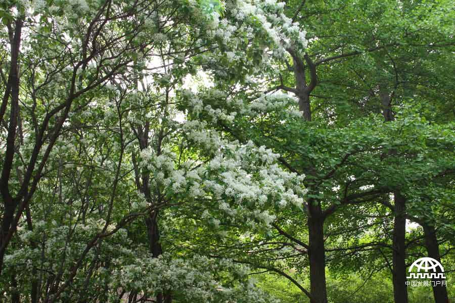 时值暮春，北京植物园中繁花竟放，春景宜人。