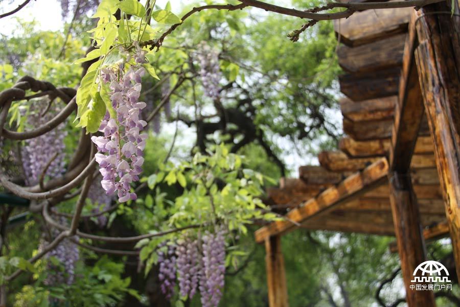 时值暮春，北京植物园中繁花竟放，春景宜人。