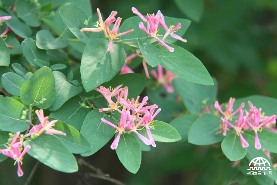 时值暮春，北京植物园中繁花竟放，春景宜人。