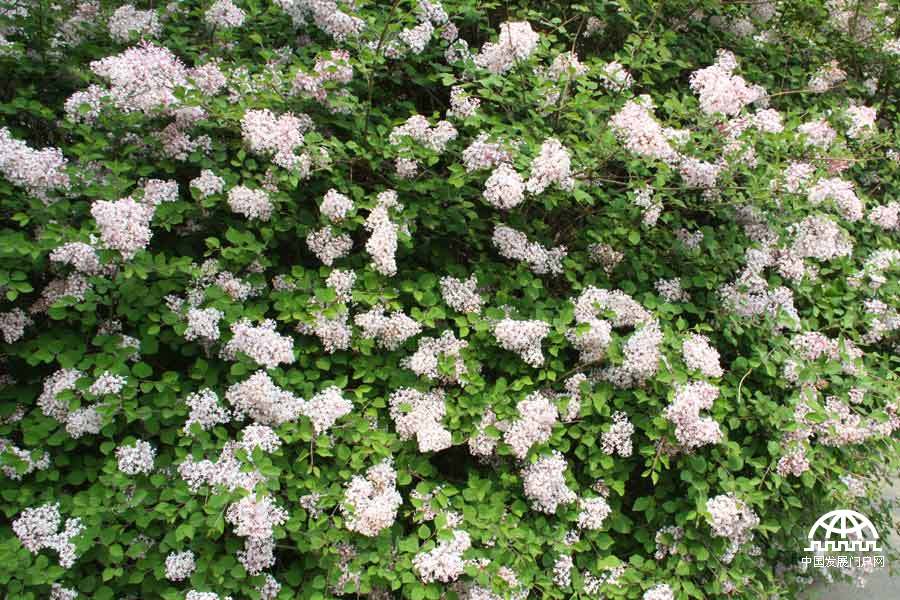 时值暮春，北京植物园中繁花竟放，春景宜人。