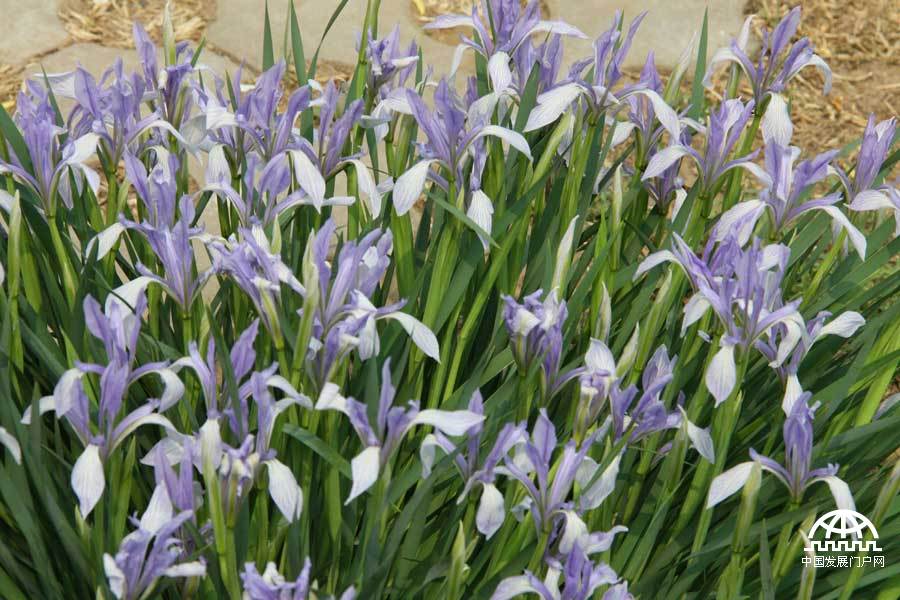 时值暮春，北京植物园中繁花竟放，春景宜人。