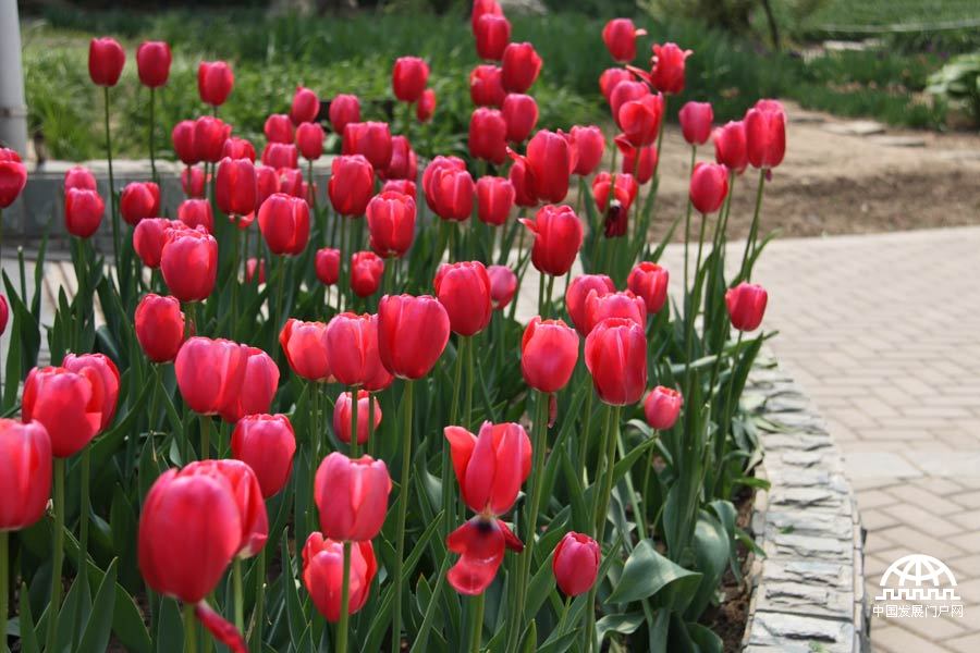 时值暮春，北京植物园中繁花竟放，春景宜人。