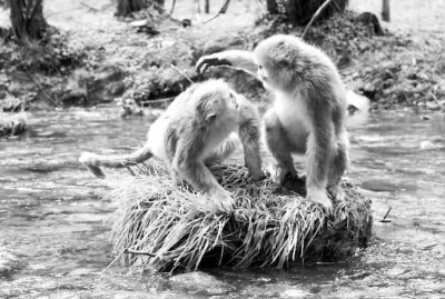 湖北神农架金丝猴得到有效保护
