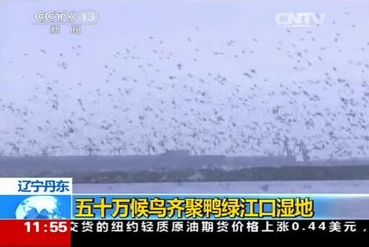 辽宁丹东：五十万候鸟齐聚鸭绿江口湿地