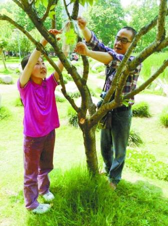 武汉解放公园首推订制式树木认养。涂先生父女在解放公园里给认养的树木挂牌。