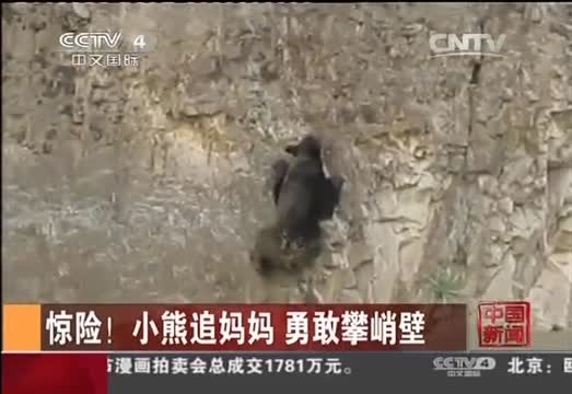 惊险！小熊攀峭壁；有爱！仓鼠吃大餐