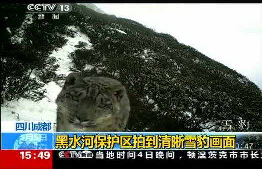 四川成都：黑水河保护区拍到清晰雪豹画面