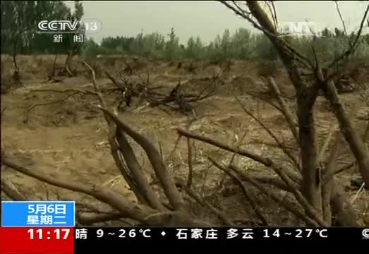 内蒙古：疑因地下水污染 大片果树病死