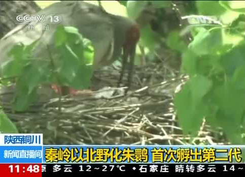 秦岭以北野化朱鹮 首次孵出第二代
