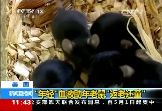 美国：“年轻”血液助年老鼠“返老还童”