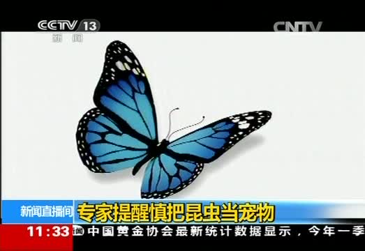 专家提醒慎把昆虫当宠物