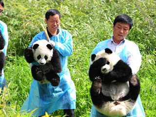 四川雅安招熊猫“帮主” 包吃住年薪20万