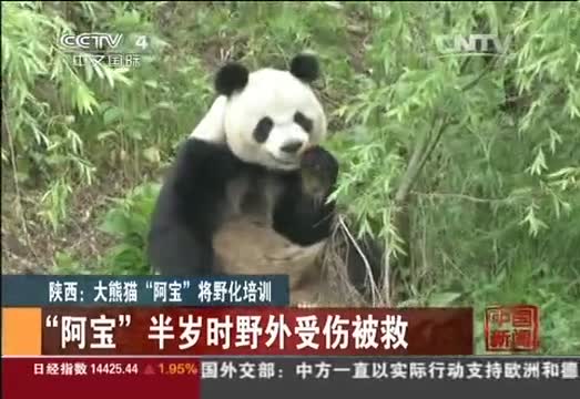 陕西：被救治大熊猫“阿宝” 将野化培训