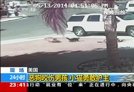 美国：恶狗咬伤男孩 小猫勇敢护主