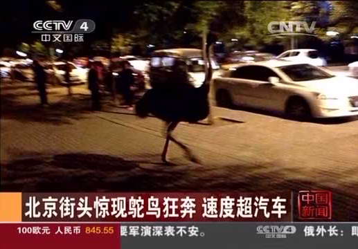 北京街头惊现鸵鸟狂奔 速度超汽车 