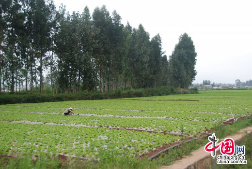昆明市呈贡区失地农民外出租地。