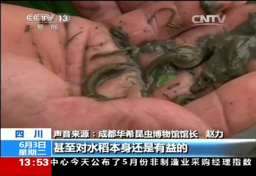 四川成都：“穿越”？远古生物“鲎虫”现身彭州