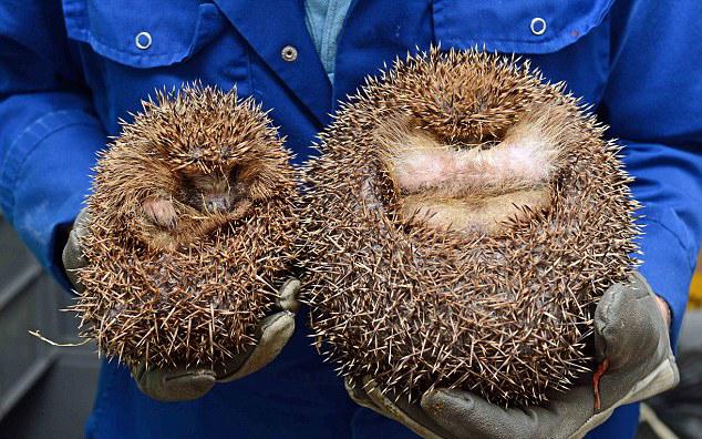 英刺猬因贪恋美食体重飙升拒回大自然