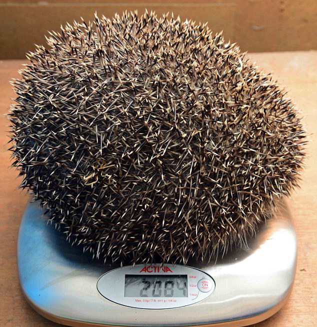 英刺猬因贪恋美食体重飙升拒回大自然