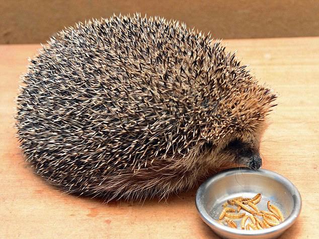 英刺猬因贪恋美食体重飙升拒回大自然