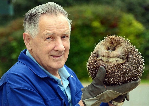 英刺猬因贪恋美食体重飙升拒回大自然