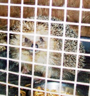 英刺猬因贪恋美食体重飙升拒回大自然