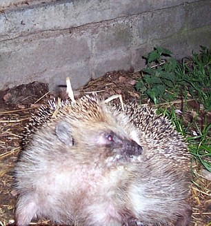 英刺猬因贪恋美食体重飙升拒回大自然