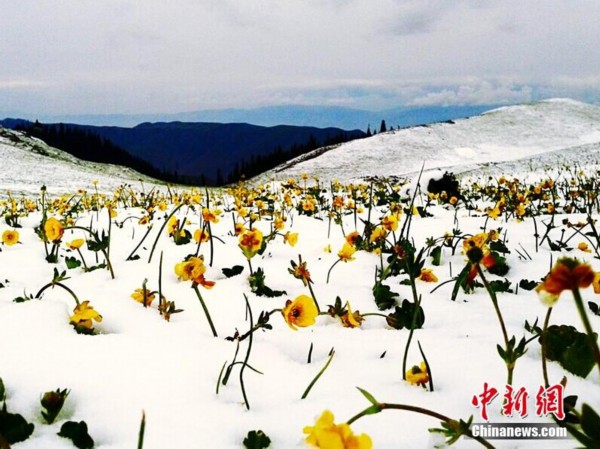 新疆新源南山6月飞雪 景美如仙境