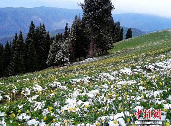 新疆新源南山6月飞雪 景美如仙境【2】