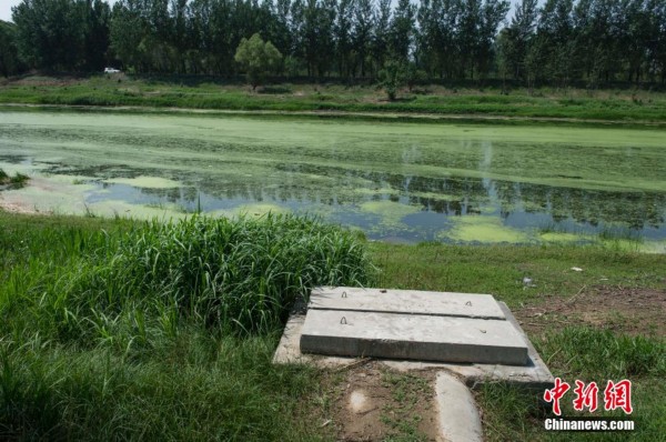 北京温榆河浮萍泛滥 河道变“草原”(组图)【4】