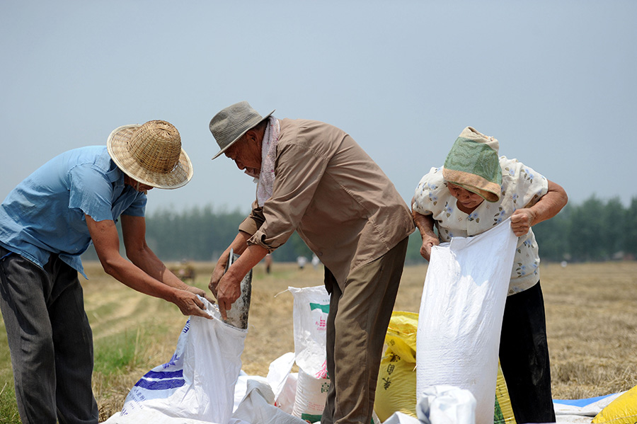 麥收時節，安徽省蕭縣王寨鎮82歲的村民王丙新和79歲的老伴蘇祥英正忙著收獲4畝地里的小麥。由于老人的子孫都在外工作，夏收的重擔就壓在兩位留守老人的身上。如今農村已經實現機械化收割，如何把小麥從田間裝運回家，成為兩位老人最重要的工作。