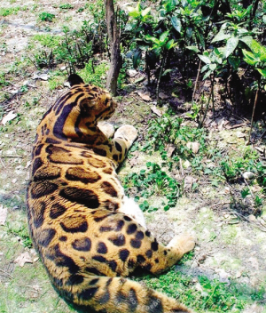 成都动物园云豹过肥豹纹撑开