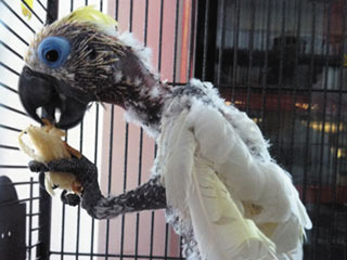 大连名鹦鹉失宠住单间 患抑郁症扒光自己毛