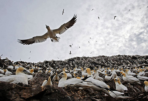 英数万海鸟齐聚小岛筑巢 景象壮观