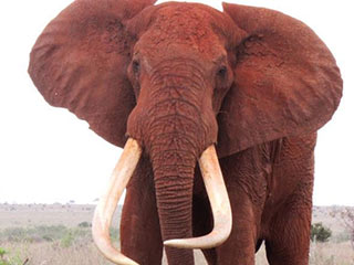 肯尼亚“象王”遭非法猎杀 中毒箭惨死