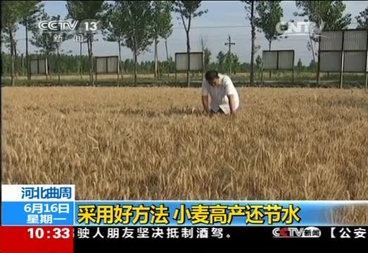 河北曲周：采用好方法 小麦高产还节水 