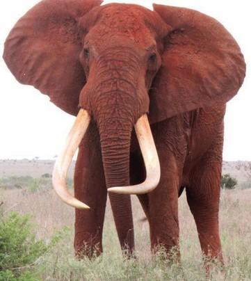 世界最巨型大象惨死原因揭秘：因超长象牙招杀身之祸